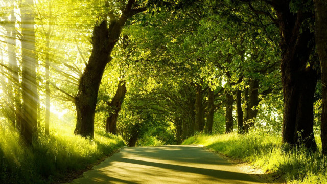 Road trees grass scenery nature free wallpaper - medium preview image