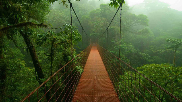 Suspension bridge forest trees bushes free wallpaper - medium preview image