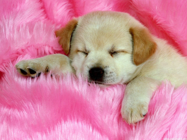 Puppy sleeping pink blanket furry #2 free wallpaper - medium preview image