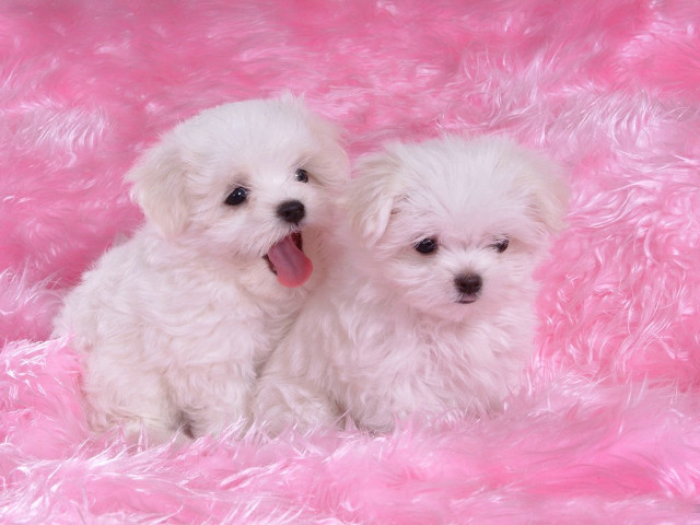 Two white dogs pink blanket #2 free wallpaper - medium preview image