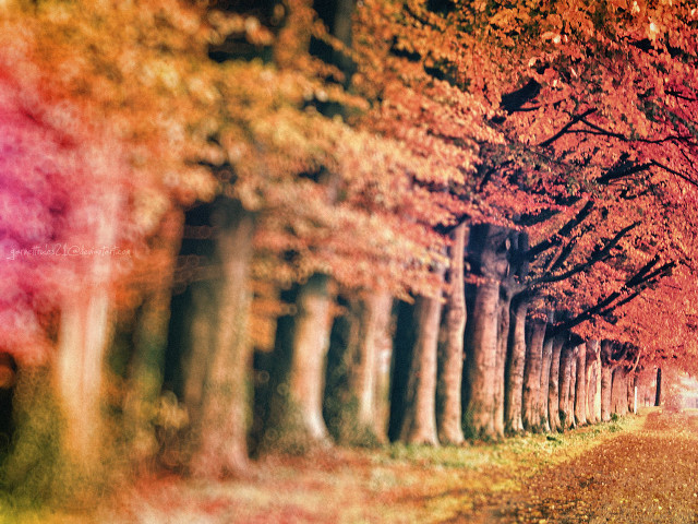 Tree lined road red leaves #2 free wallpaper - medium preview image