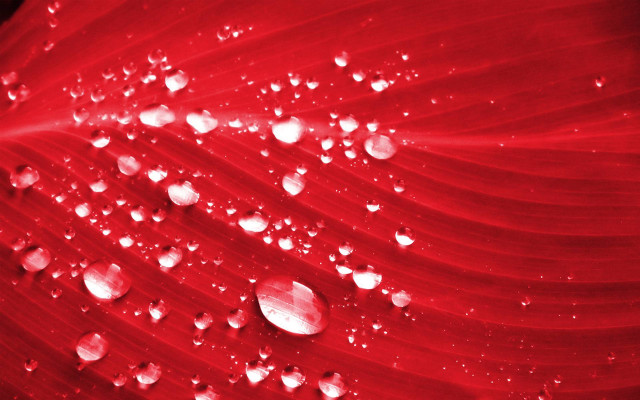 Red flower water droplets macro #34 free wallpaper - medium preview image