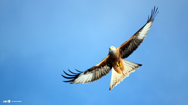 Large bird prey flying wings free wallpaper - medium preview image