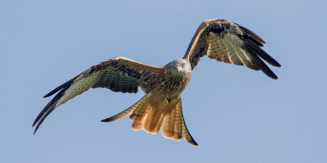 Large bird flying blue sky #9 free wallpaper - medium preview image