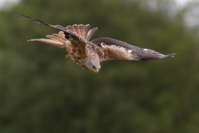Bird flying trees background blurry free wallpaper - medium preview image