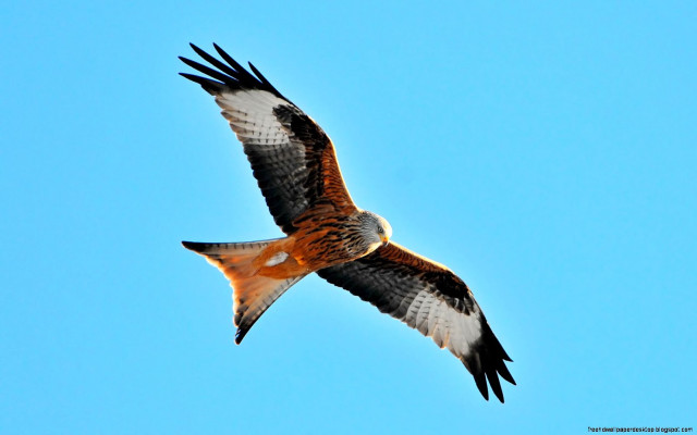 Bird flying blue sky white #2 free wallpaper - medium preview image