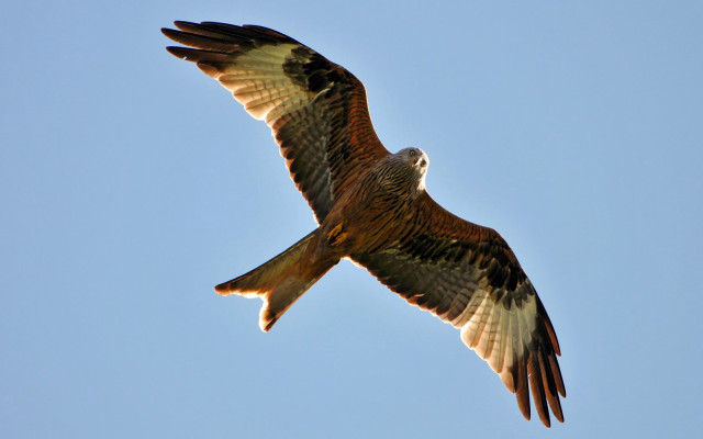 Large bird flying blue sky #7 free wallpaper - medium preview image