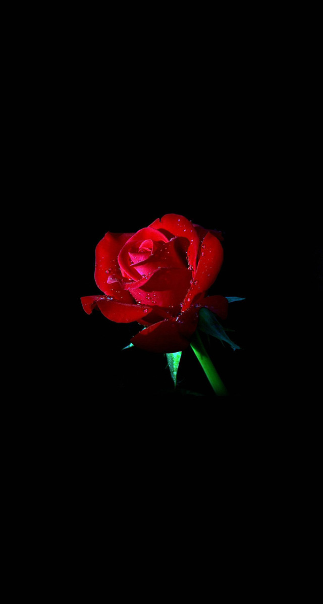 Red rose water droplets petals #2 free wallpaper - medium preview image