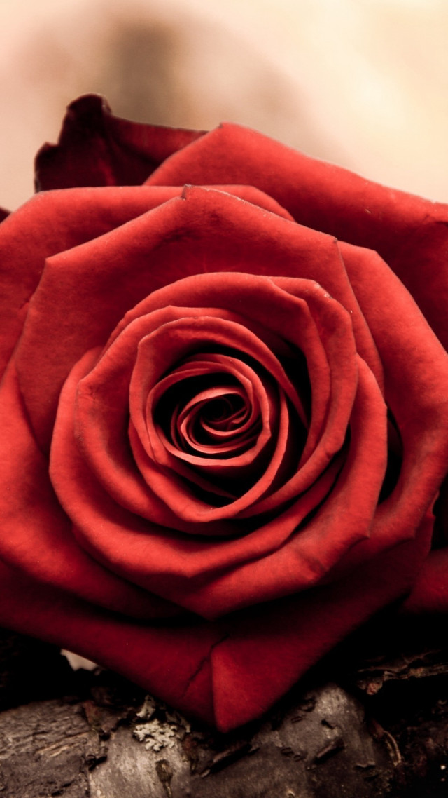 Red rose rock building foggy free wallpaper - medium preview image