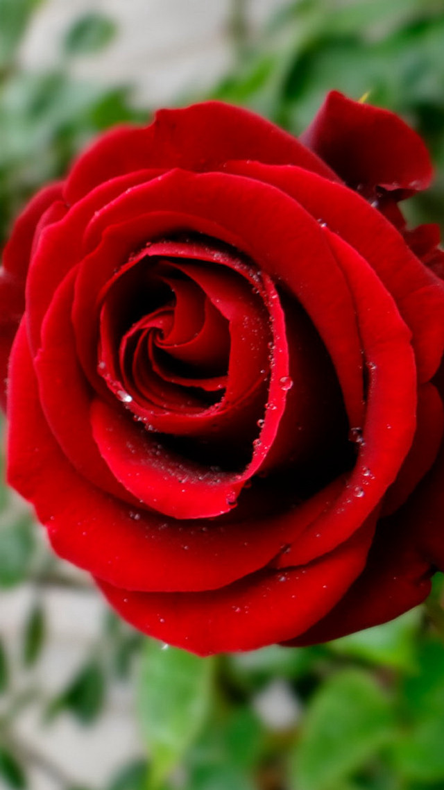 Red rose water drops white free wallpaper - medium preview image