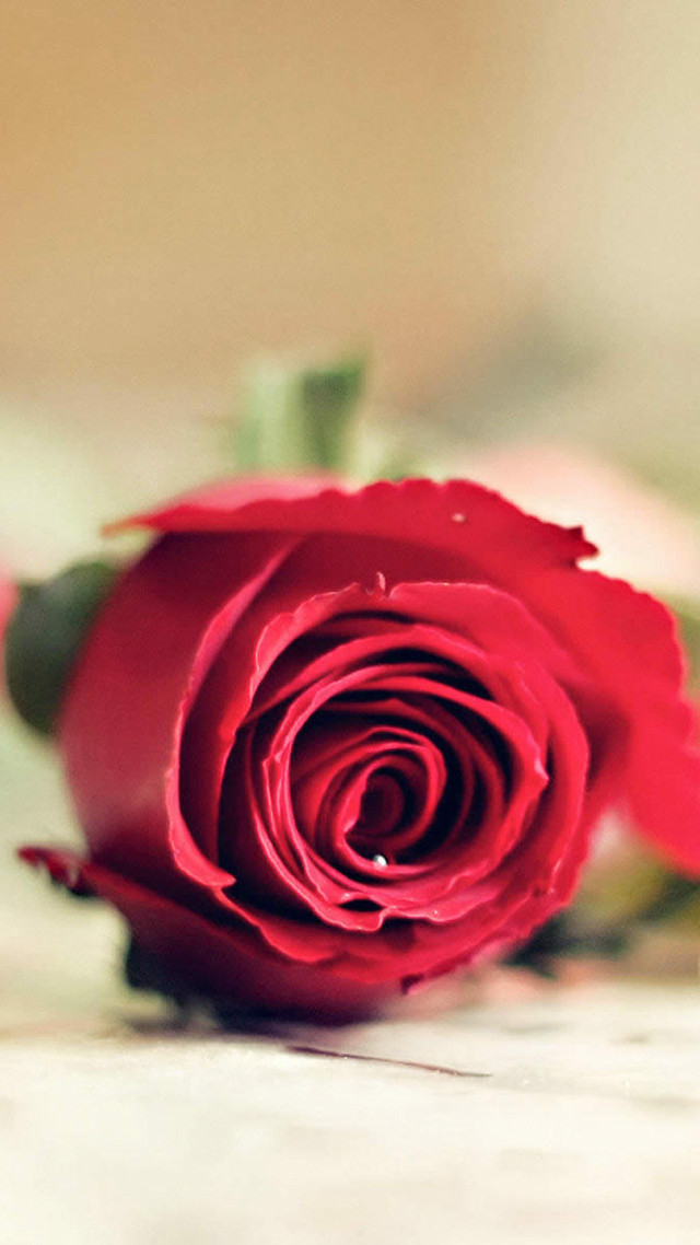 Red rose vase wine romantic free wallpaper - medium preview image