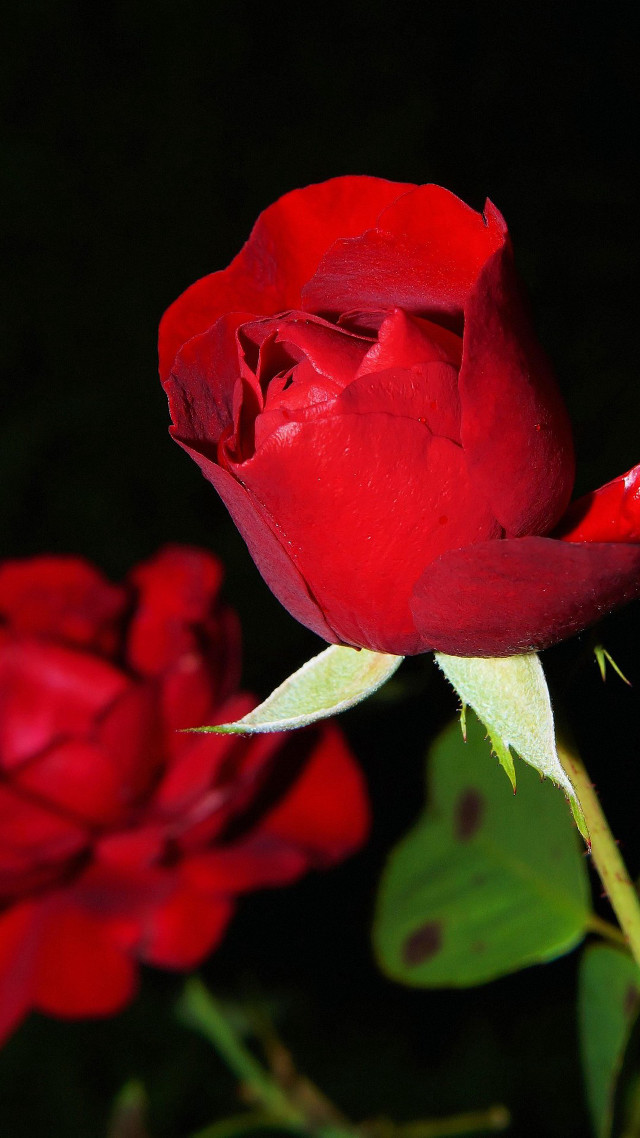 Red rose green stem dark #4 free wallpaper - medium preview image