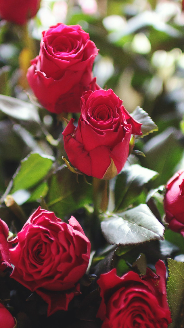 Red roses vase rococo macro free wallpaper - medium preview image
