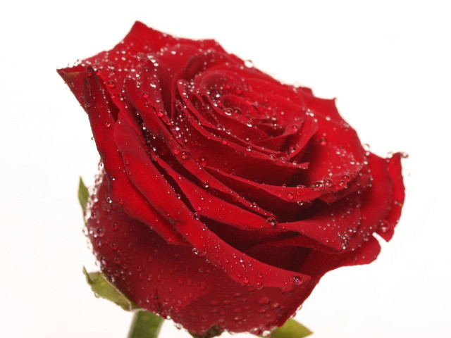 Red rose water droplets petals #12 free wallpaper - medium preview image