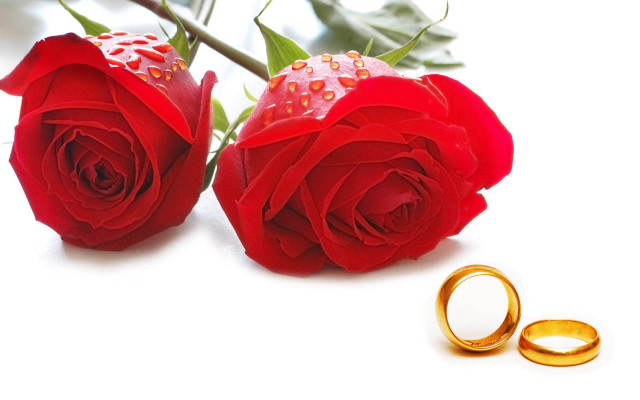 Roses gold wedding rings white free wallpaper - medium preview image