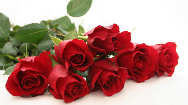 Red roses white background leaves #2 free wallpaper - medium preview image