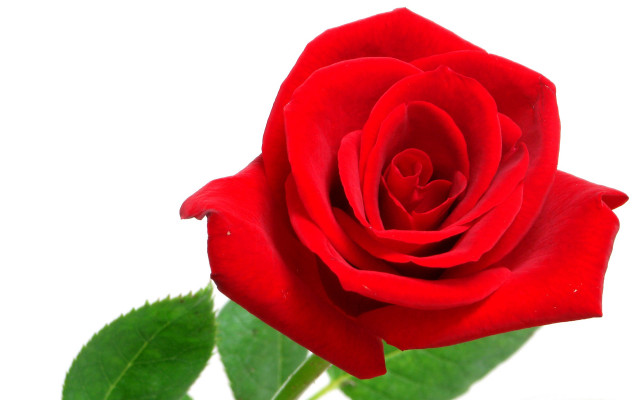 Red rose green leaves white free wallpaper - medium preview image
