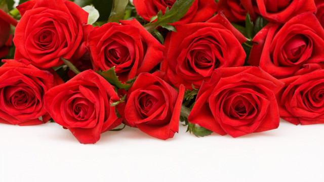 Red roses white surface white free wallpaper - medium preview image