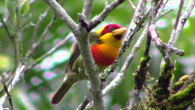 Colorful bird tree branch forest #5 free wallpaper - medium preview image