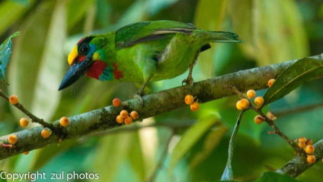 Green bird branch berries christmas free wallpaper - medium preview image