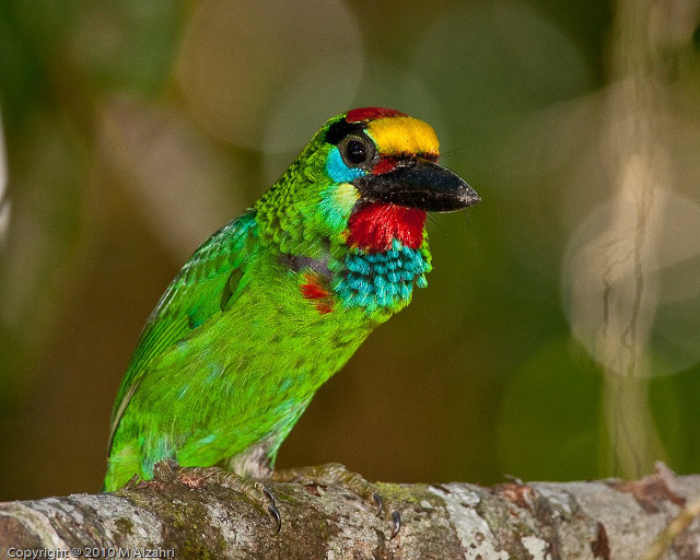 Colorful bird tree branch forest #3 free wallpaper - medium preview image
