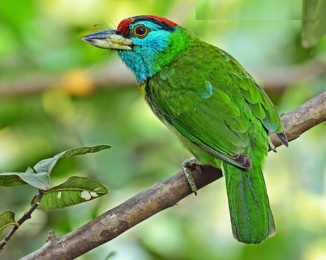 Green red bird branch leaves free wallpaper - medium preview image