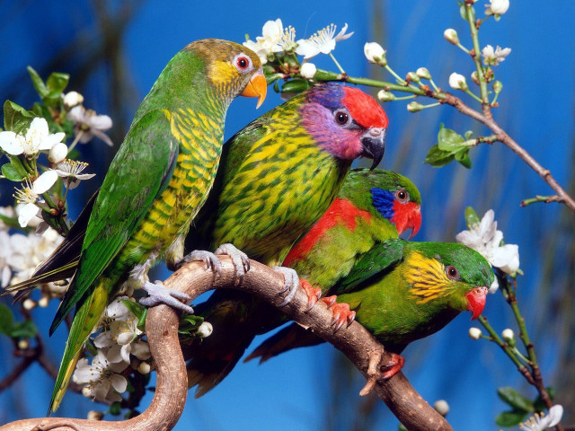Colorful birds branch white flowers free wallpaper - medium preview image