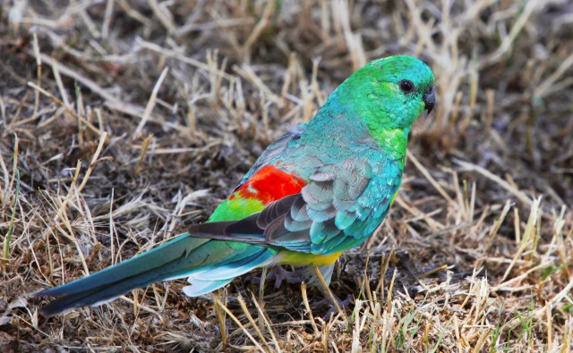 Colorful bird ground grass dirt free wallpaper - medium preview image