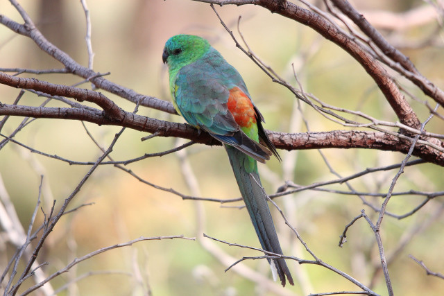 Colorful bird perched tree branch #3 free wallpaper - medium preview image