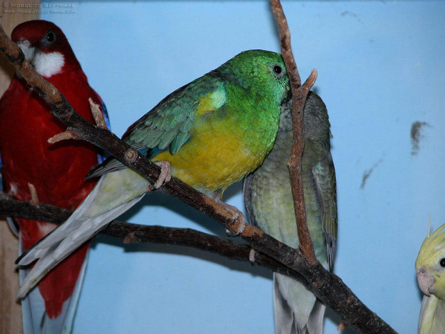 Colorful birds perched branch tree free wallpaper - medium preview image