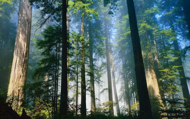 Forest green leaves bench blue free wallpaper - medium preview image