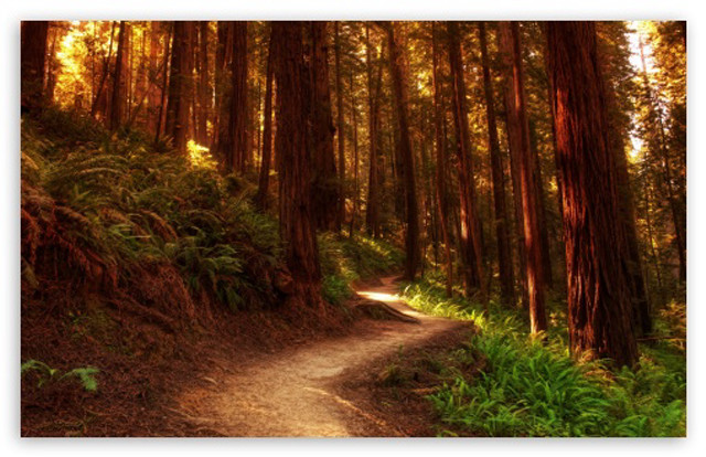 Woods path trees ferns trail free wallpaper - medium preview image