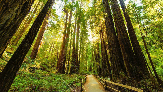 Wooden path forest tall trees free wallpaper - medium preview image