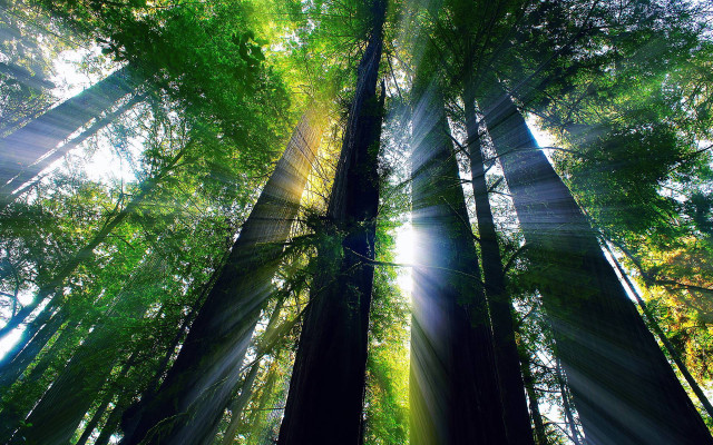 Forest sunlight trees bench lake free wallpaper - medium preview image