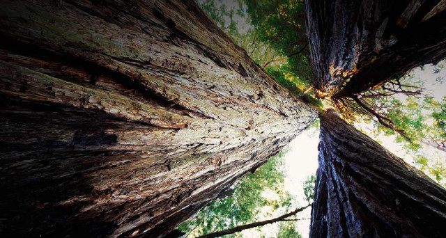 Trees sky forest view upward free wallpaper - medium preview image