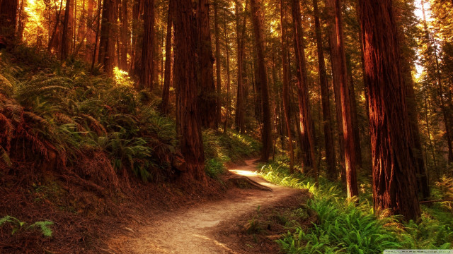 Dirt path forest tall trees free wallpaper - medium preview image