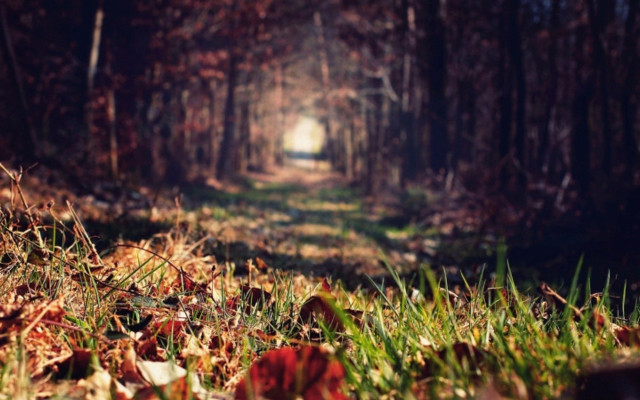 Path woods leaves grass trees free wallpaper - medium preview image