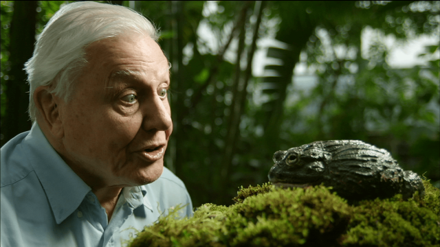 Surprised man frog woods moss free wallpaper - medium preview image