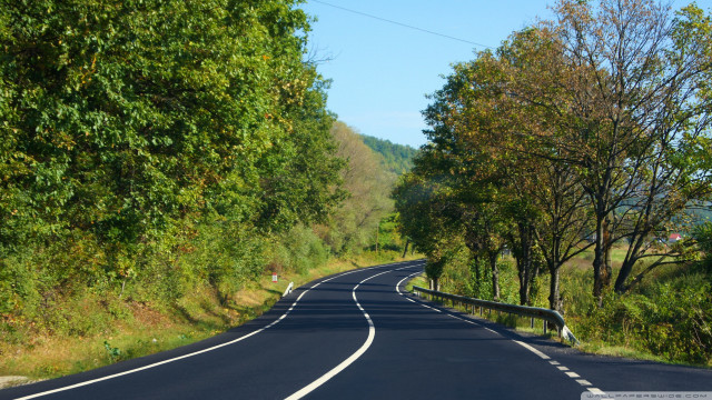Curved road surrounded by trees free wallpaper - medium preview image