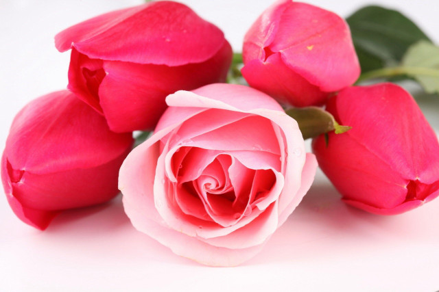 Pink rose white surface green #3 free wallpaper - medium preview image