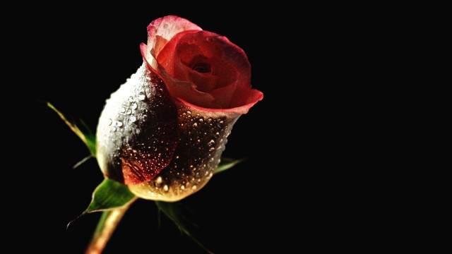 Red rose dew petals black free wallpaper - medium preview image
