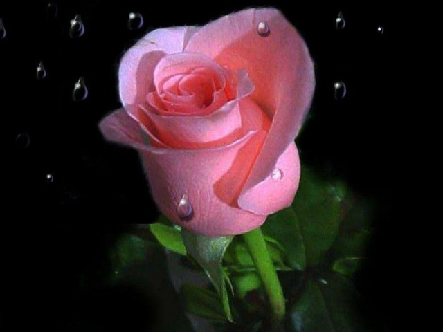 Pink rose water droplets gothic free wallpaper - medium preview image