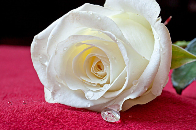 White rose water droplets red #2 free wallpaper - medium preview image