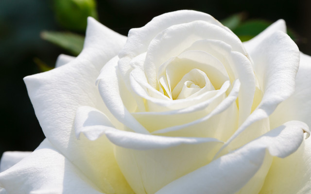 White rose green background daylight free wallpaper - medium preview image