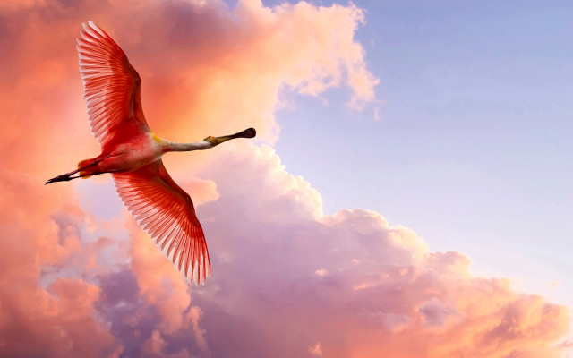 Large bird flying cloudy sky free wallpaper - medium preview image