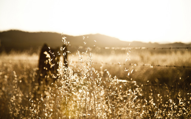 Person standing field tall grass free wallpaper - medium preview image
