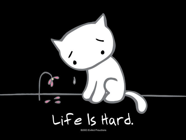 White cat sitting wire flower free wallpaper - medium preview image