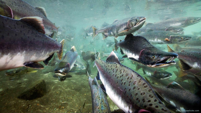 Fish group swimming water person free wallpaper - medium preview image