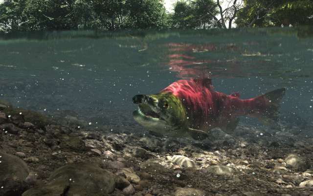 Fish swimming water rocks trees free wallpaper - medium preview image
