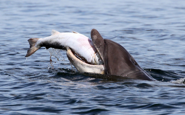 Shark fish mouth open water free wallpaper - medium preview image
